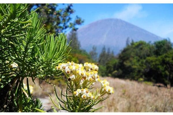 PULAU MENJANGAN PULAU TABUHAN TN. BALURAN JAWATAN