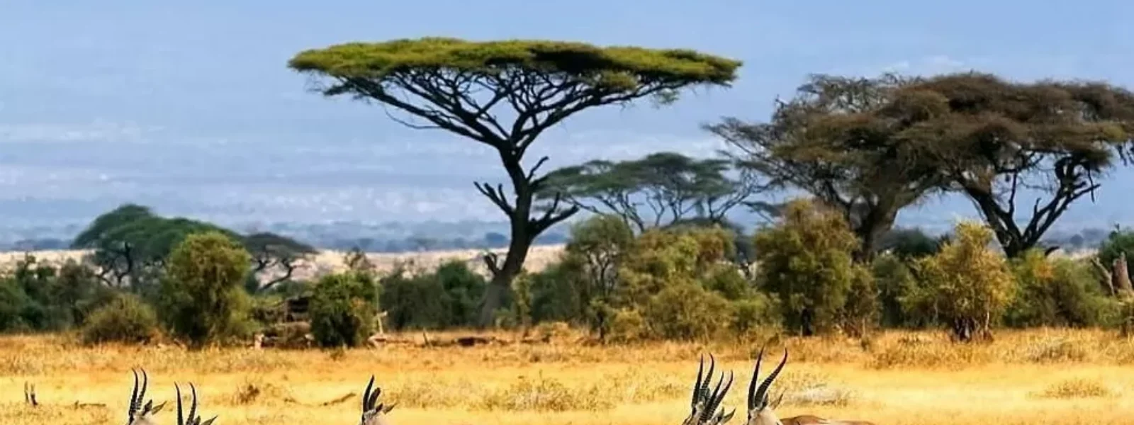 Baluran Safari Tour