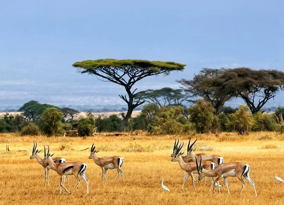 Baluran Safari Tour