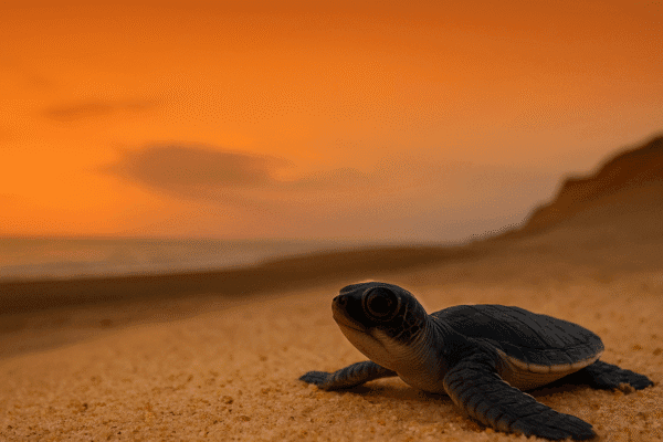 SUKAMADE TURTLE BEACH TN. MERU BETIRI JAWATAN RAJEGWESI TELUK HIJAU